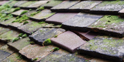 Shredding Green roof repair costs